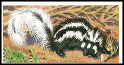 17 Zorilla (Cape Polecat)